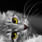 turkiyedeki-kedi-turleri