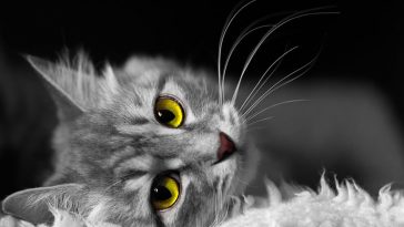 turkiyedeki-kedi-turleri